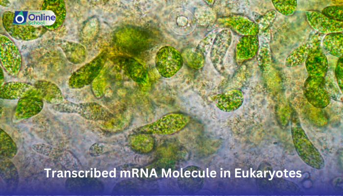 Lesson 15: Explanation of the Shortening of Transcribed mRNA Molecule in Eukaryotes
